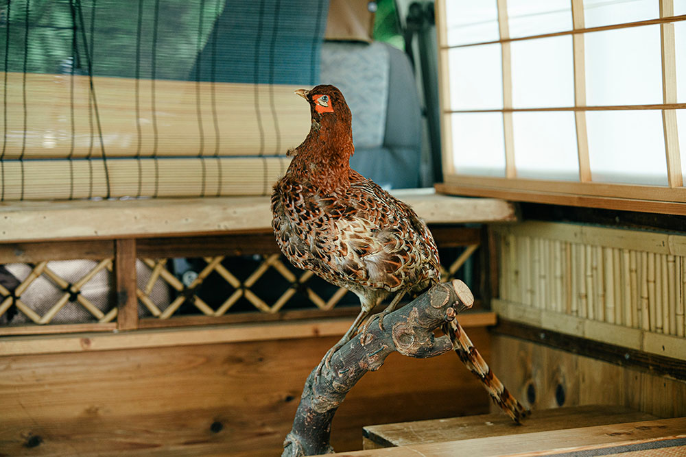 木の枝に止まっているキジロウ
