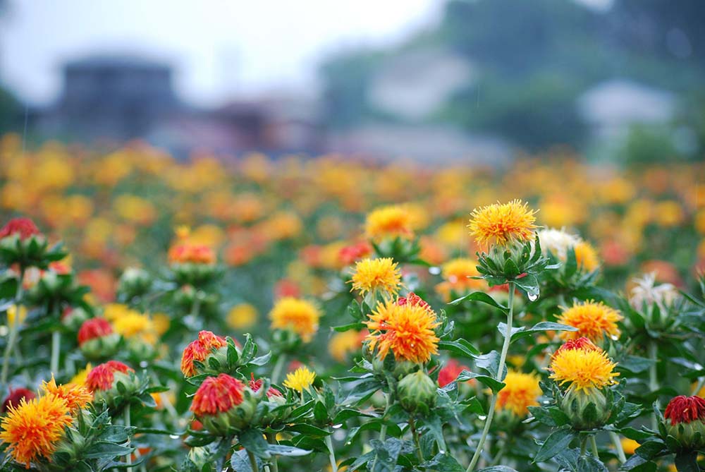 べに花