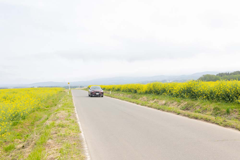 菜の花畑に挟まれた道路を走るZR-V