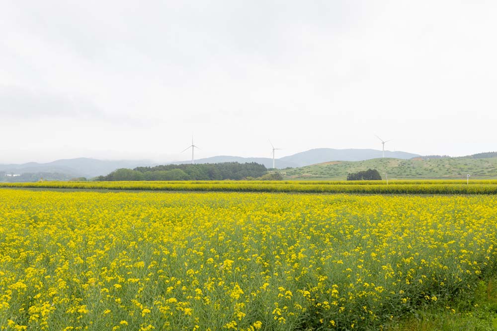 菜の花畑と遠くに見える風車