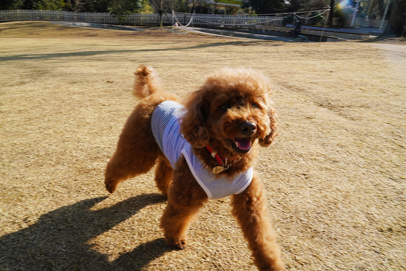 HondaのカーシェアサービスEveryGoを使って愛犬とドライブデートして 