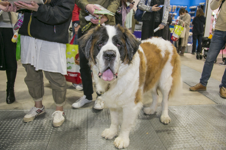 インターペットの会場に来ていたセントバーナード犬