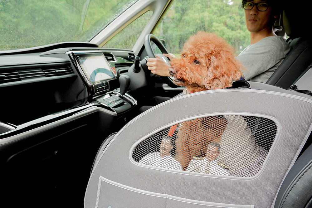 Honda Dogのペットシートプラスわんに入っているトイプードルのココアちゃんとヨシダさん、ミフネさん