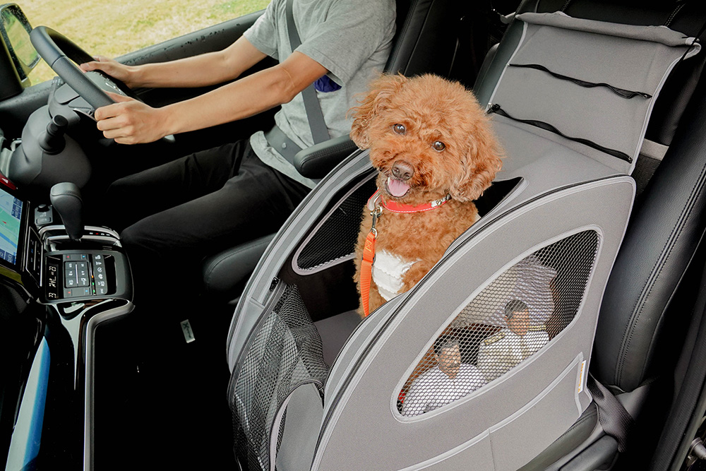Honda Dogのペットシートプラスわんに入っているトイプードルのココアちゃんとヨシダさん、ミフネさん