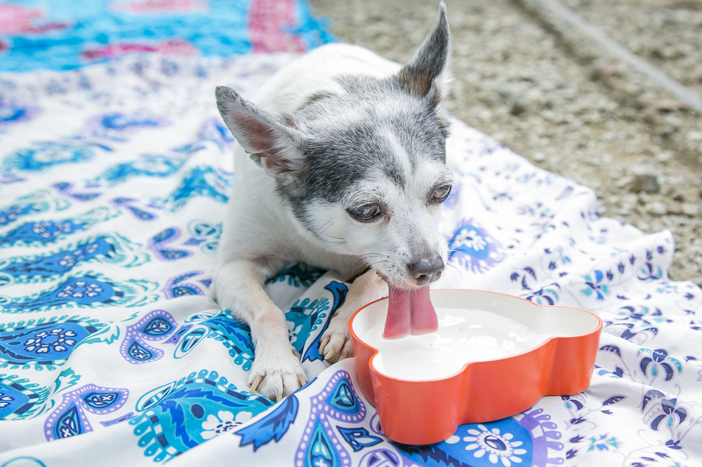 水を飲む犬（トイフォックステリア）