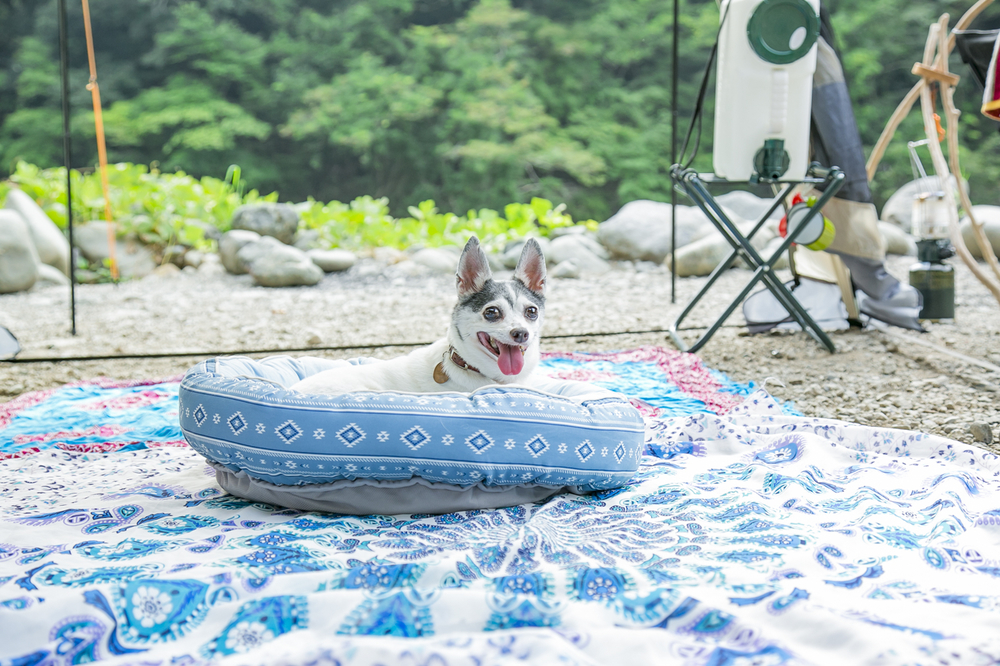 クッションの上に座る犬