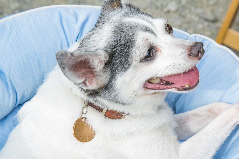 迷子札をつけた犬