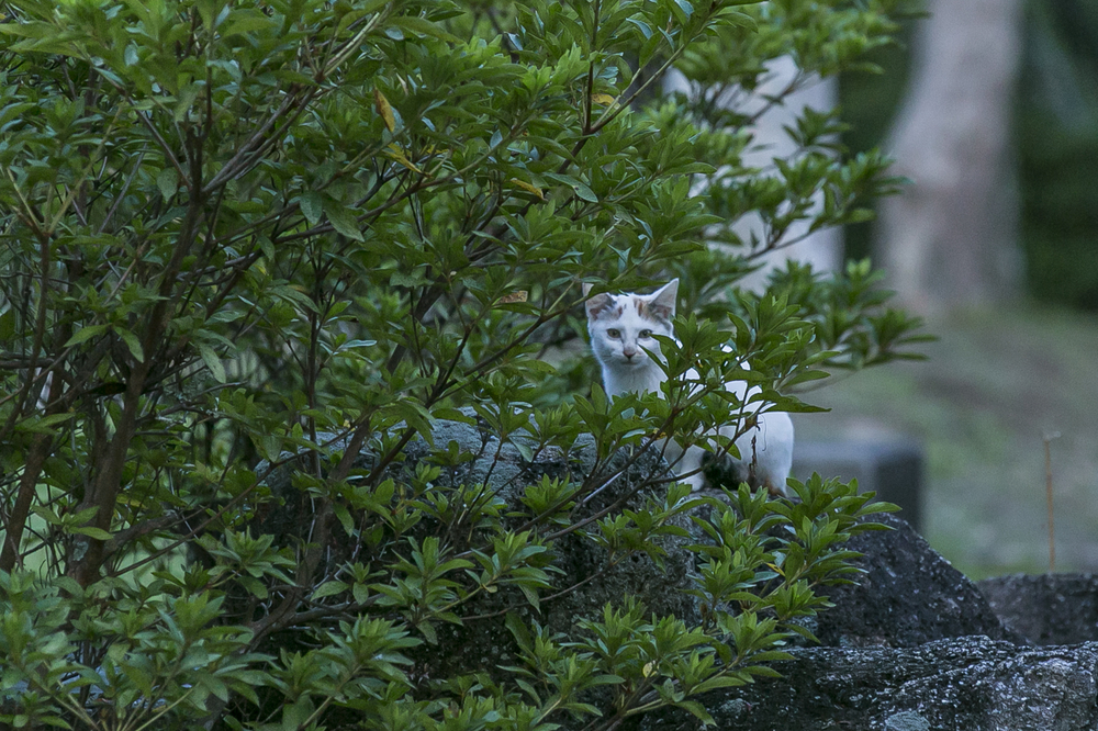 キャンプ場の猫