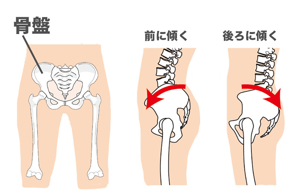 骨盤のしくみ