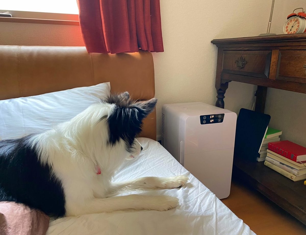 04_ポータブル冷蔵庫をベッドの脇に置いて。愛犬がベッドの上から見ている