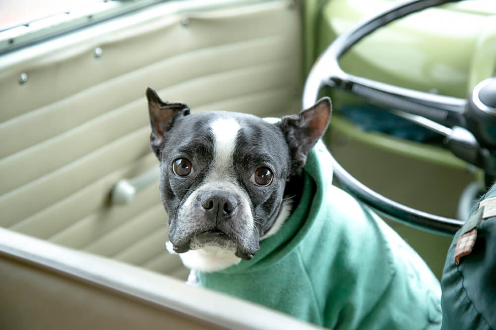09 ワーゲンバスの運転席に座る犬。ボストンテリアのゆずちゃん