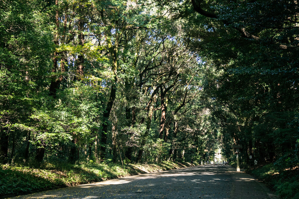 明治神宮の北参道