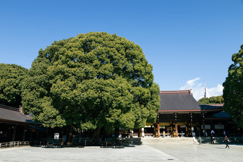 明治神宮の本殿と夫婦楠