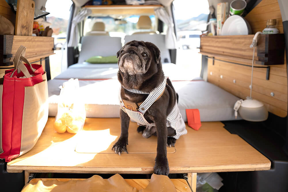 フリードプラス車内で座るスミヤさんの愛犬