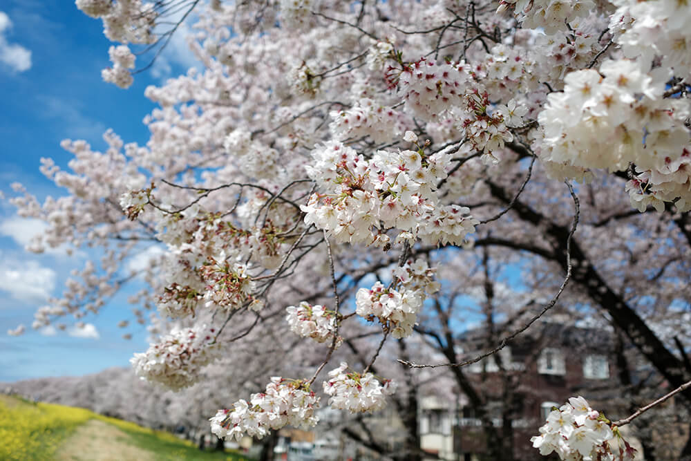 熊谷駅のそばの荒川堤防に咲く桜