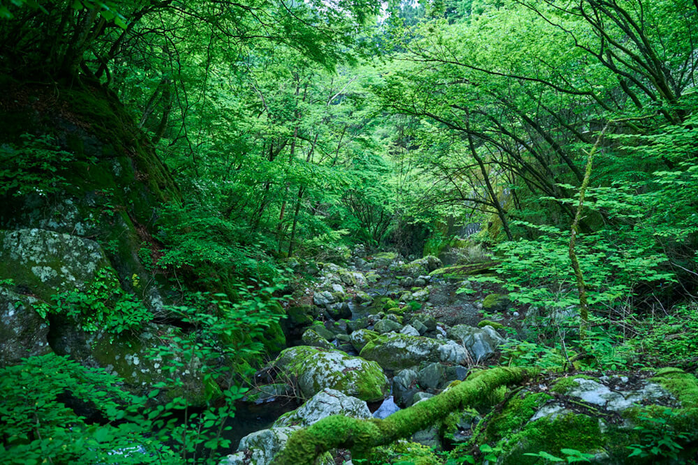 奥多摩の森の風景