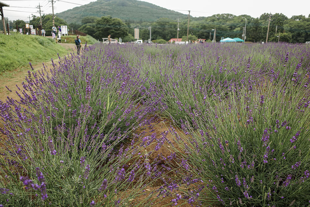 学校橋河原の近くにあるラベンダー畑