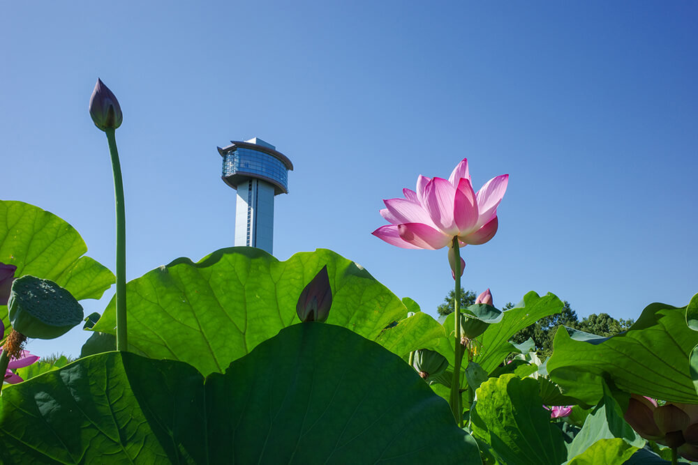 「古代蓮の里」に咲く蓮の花と「古代蓮会館」