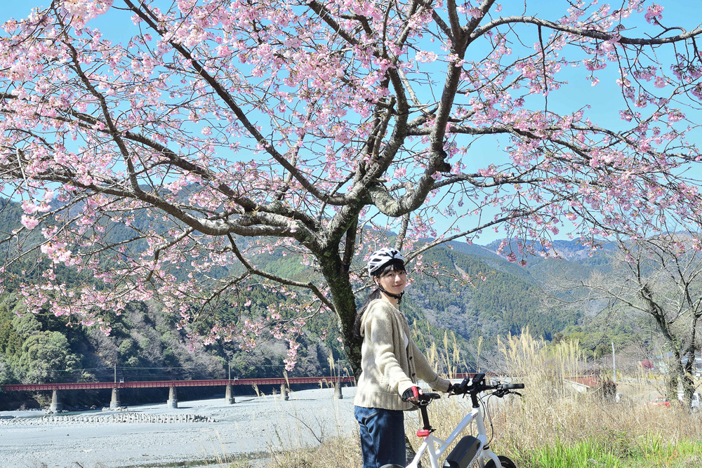 ちょうど早咲きの桜が咲いている場所がありました！