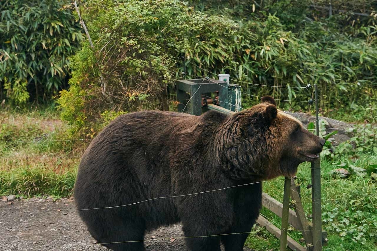 富士サファリパークのクマゾーンの熊写真