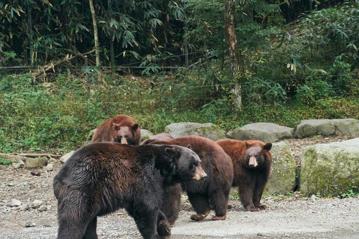 富士サファリパークのクマゾーンにいる熊たち写真