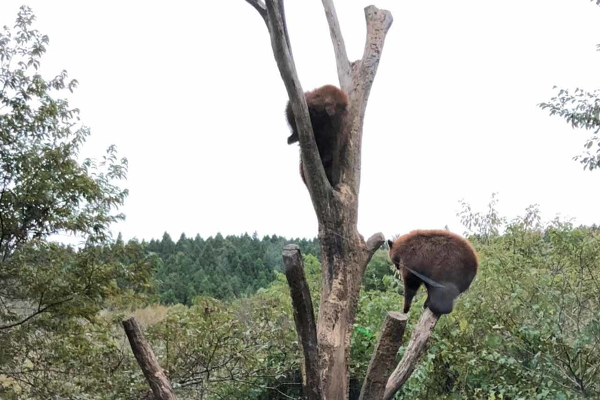 富士サファリパークで熊が木に登っている写真