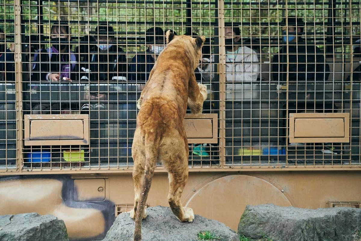 ジャングルバスからエサをもらうメスライオンの写真