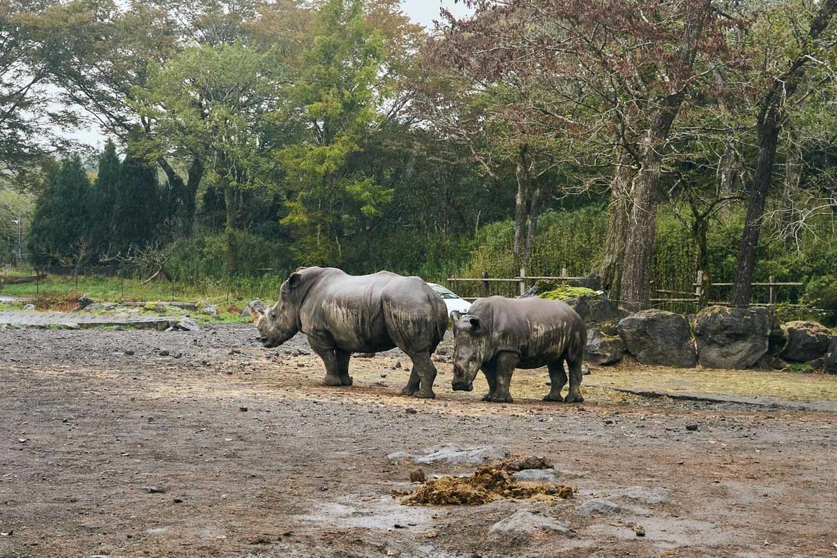 富士サファリパークのサイたち写真