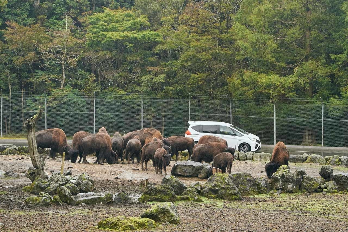 富士サファリパークのアメリカバイソン写真