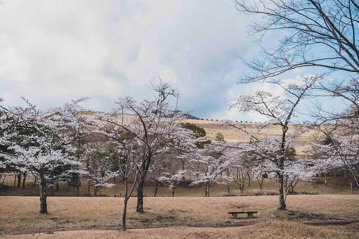 桜が咲く丹沢湖の美保ダム下にあるダム公園写真
