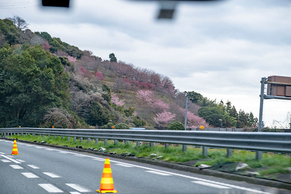 道中にはピンク色に咲く河津桜の姿が