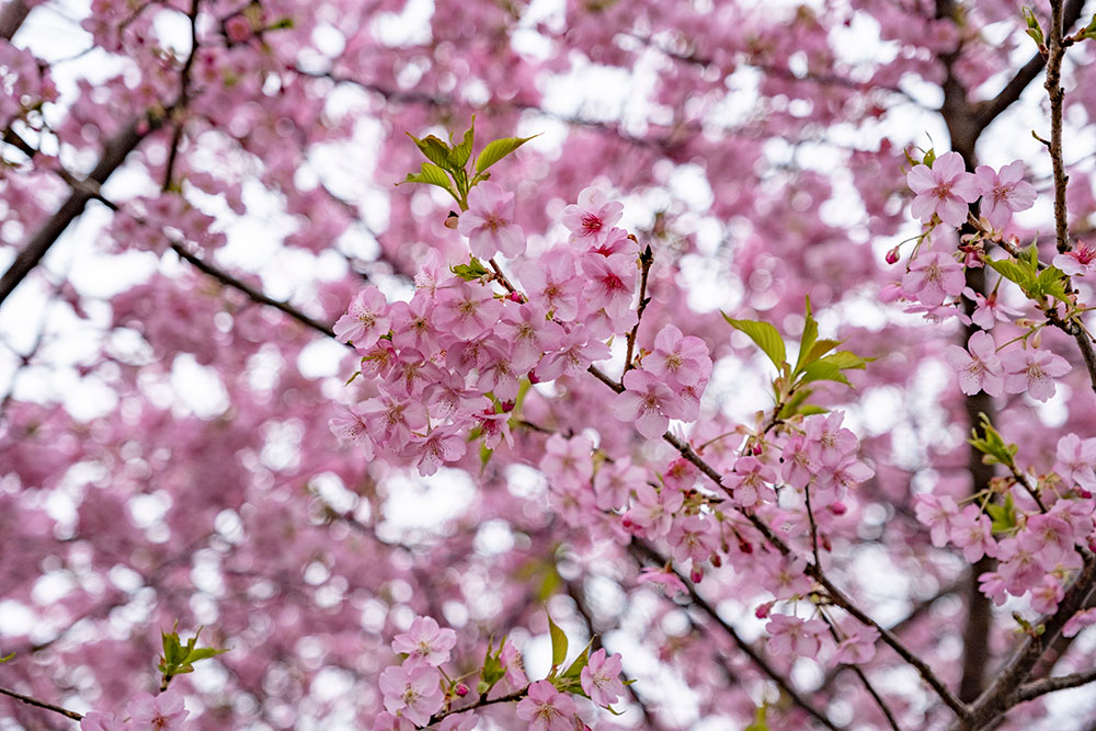 愛鷹PAには立派な河津桜が咲いていた