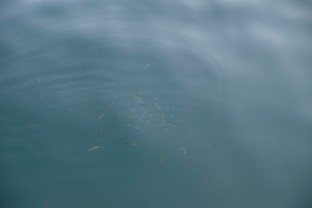 コマセを撒いたことで小魚が集まってきた
