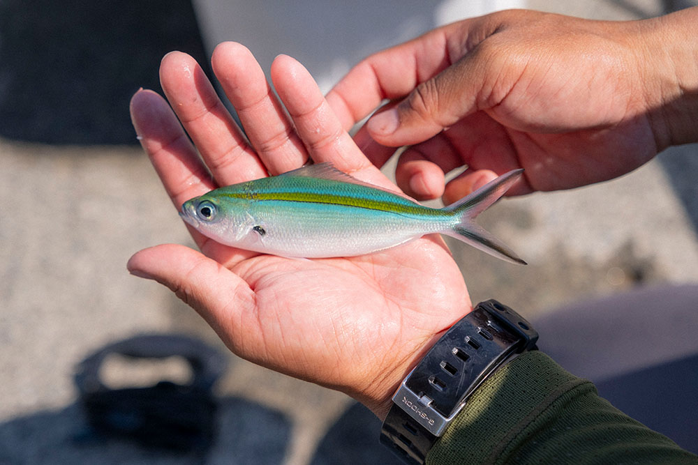 田子港で釣れたササムロ（グルクン）