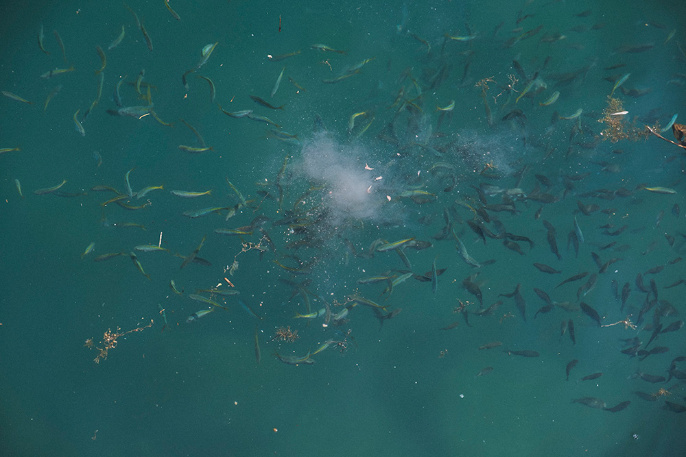 コマセに寄ってきた大小様々な魚