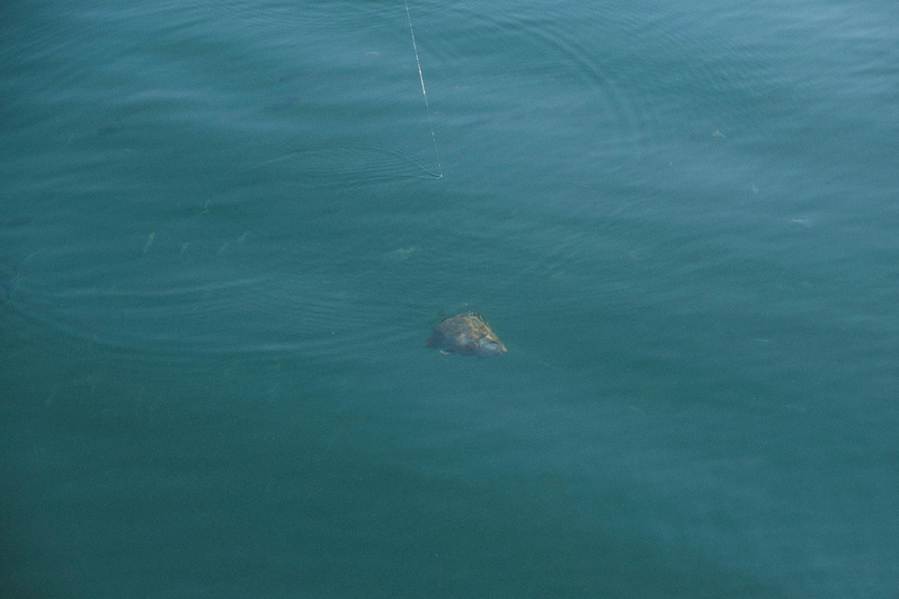 海面付近まで上がってきた謎の魚