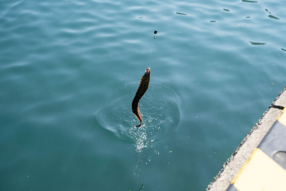 怪魚が水面から姿を現す