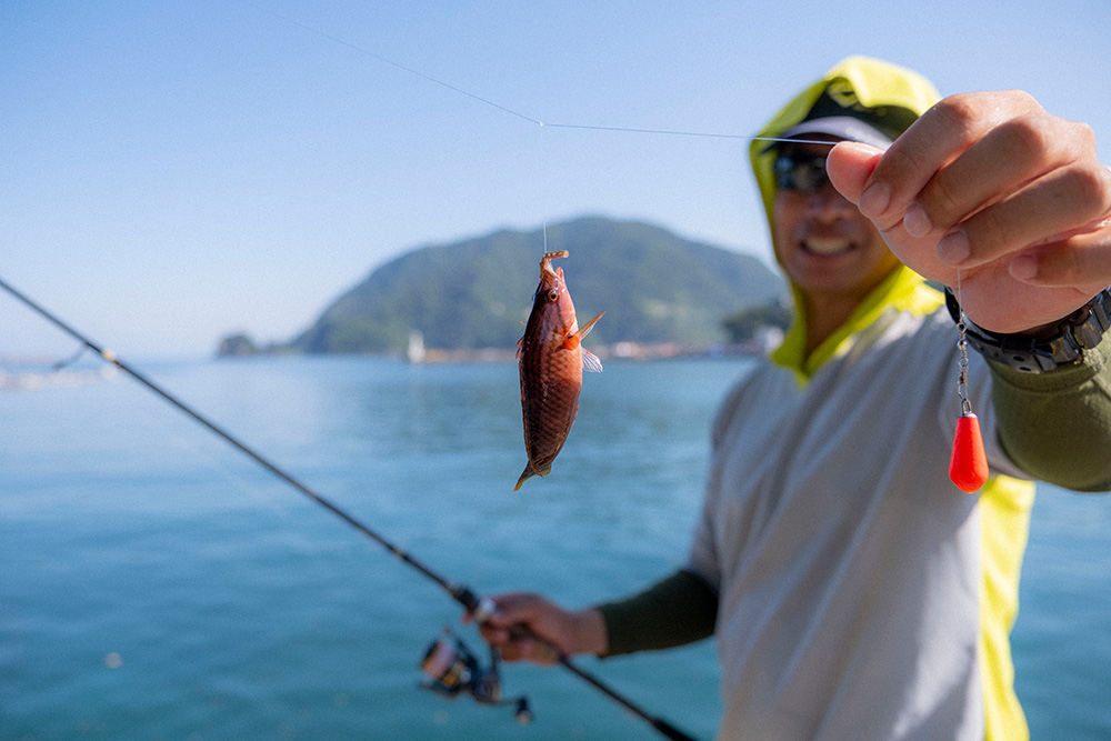 田子港で釣り上げたササノハベラ