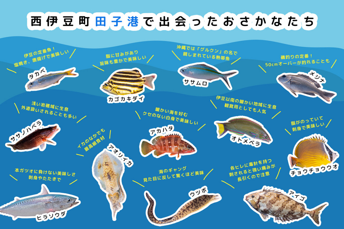 西伊豆町田子港で出会ったおさかなたち