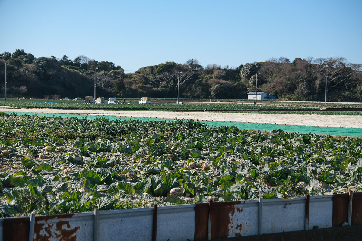 三浦半島の野菜畑風景