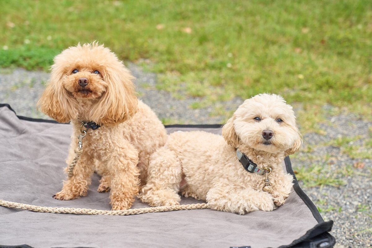 犬用コットの上に座っている２匹のかわいいトイプードル