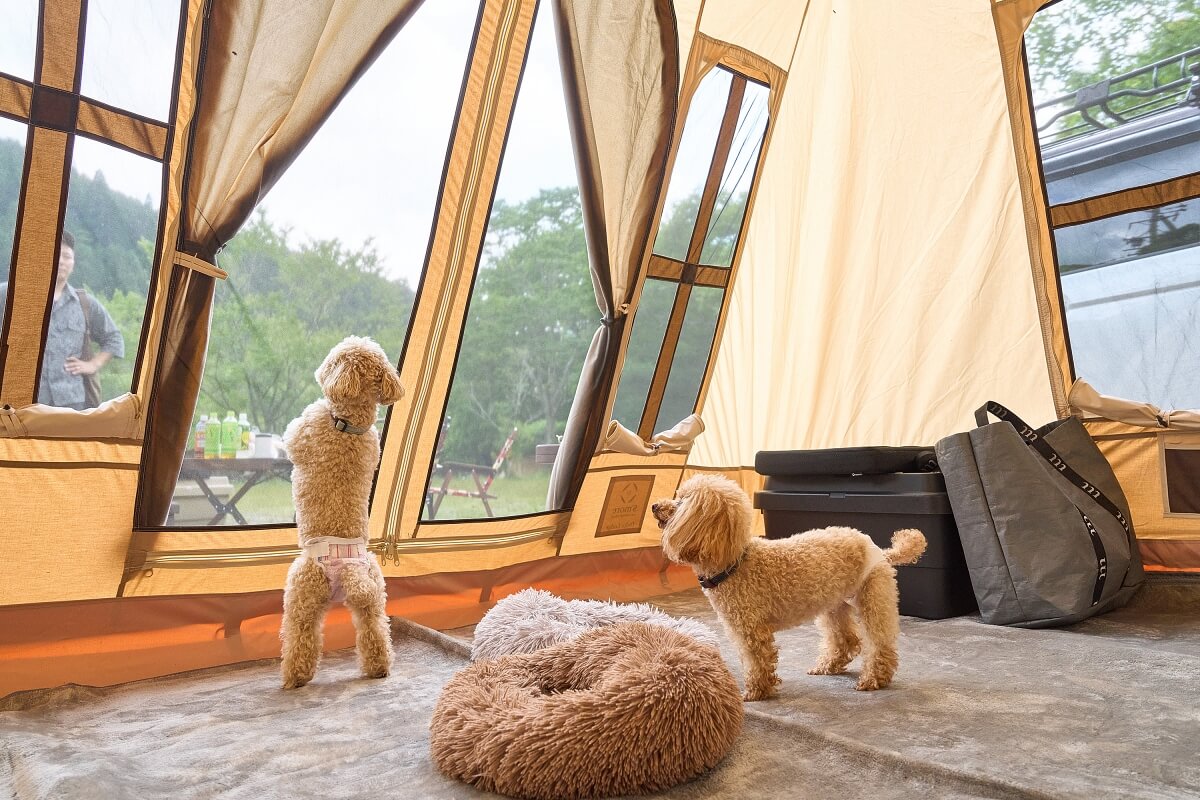 ダップルグラスシェード スタンダップルの2点セット Dapple Born