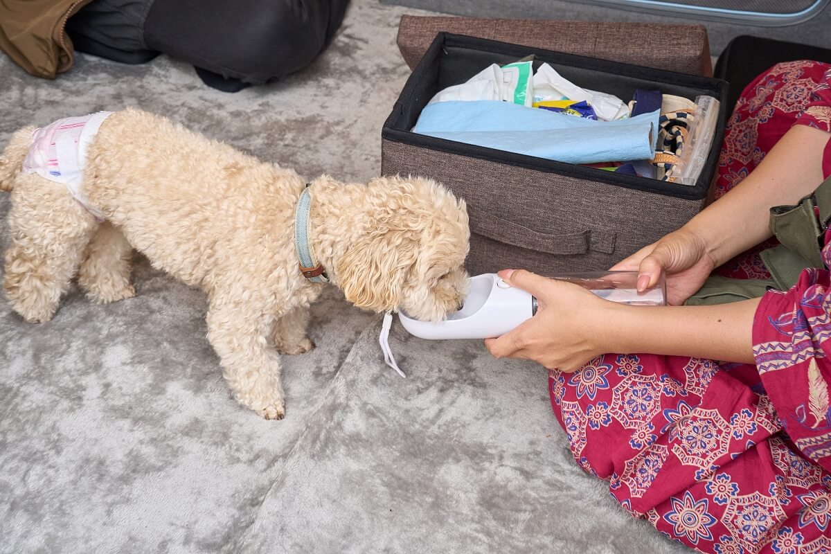41_はるぴんさんてが持っている給水ボトルから水を飲んでいるトイプードル