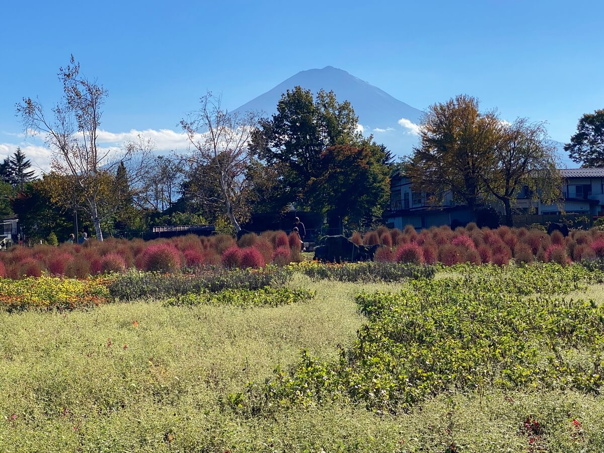 秋に見られるコキアの紅葉。背景には富士山が見える