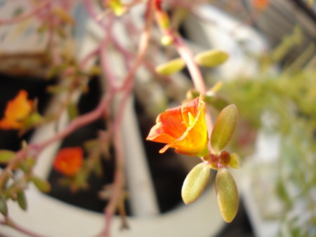 f:id:kaepole:20121110135402j:image