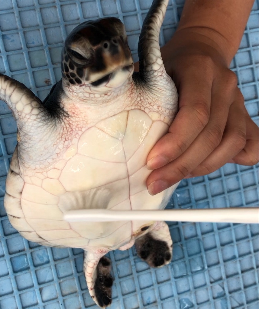 f:id:kaepuff:20190512234602j:image