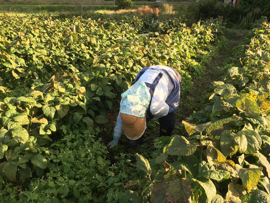 f:id:kaeru-tencho:20181016122233j:plain f:id:kaeru-tencho:20181016122233j:plain