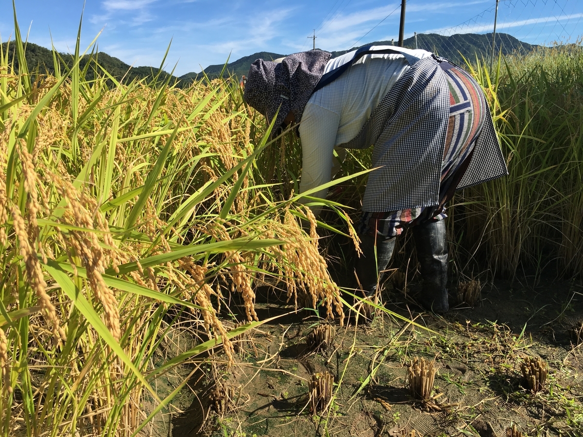 f:id:kaeru-tencho:20190909163045j:plain