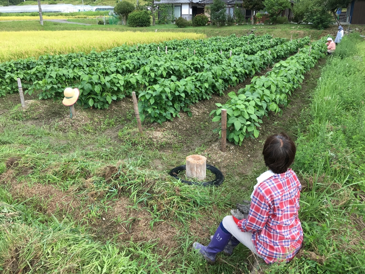 f:id:kaeru-tencho:20190919103109j:plain