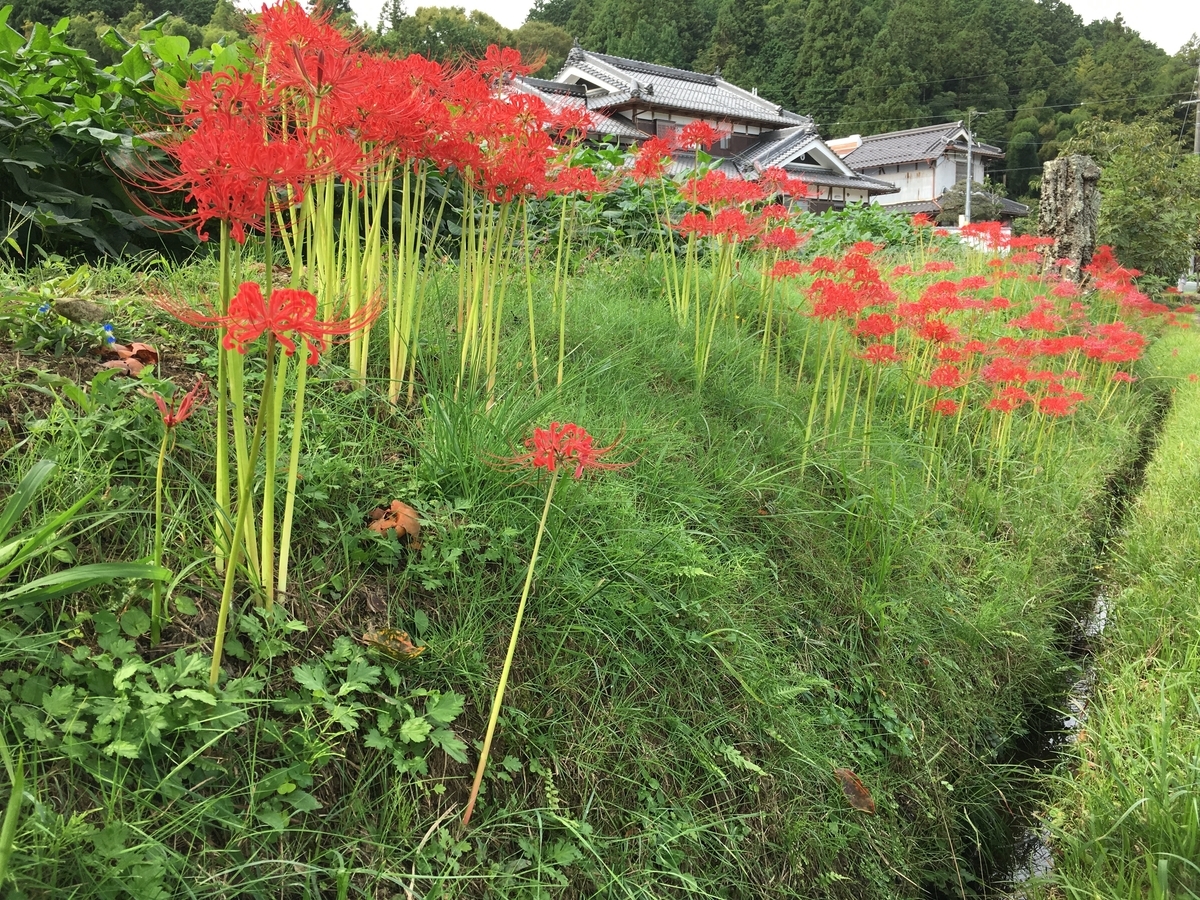 f:id:kaeru-tencho:20191002210711j:plain
